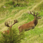 What Is the Red Stag Roar in New Zealand?