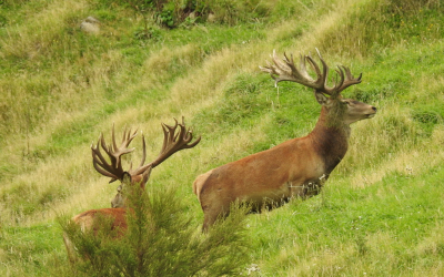 What Is the Red Stag Roar in New Zealand?