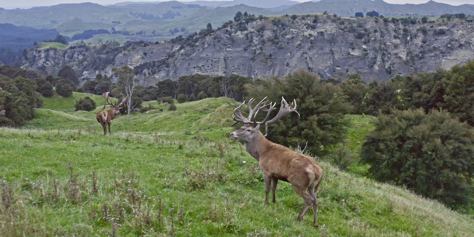 Archery Hunting in New Zealand. 