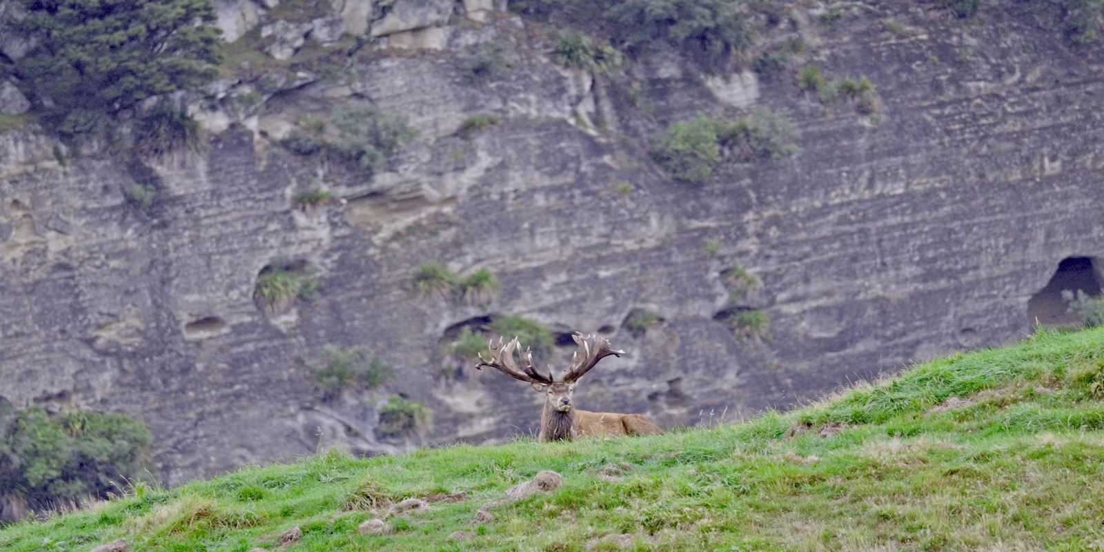 Contact Ivory Cliffs Estate. 