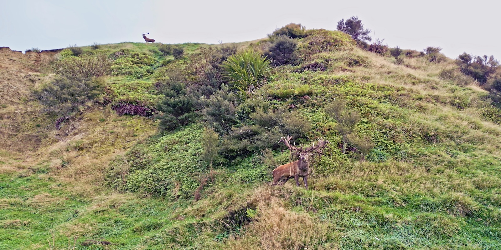 Hunting Season at Ivory Cliffs Estate. 