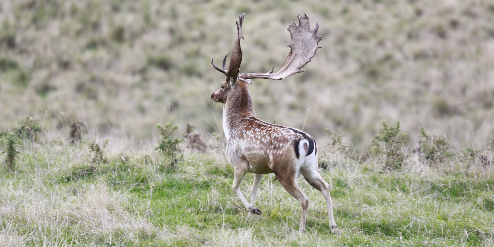 New Zealand North Island Trophy Trio Hunting Package. 