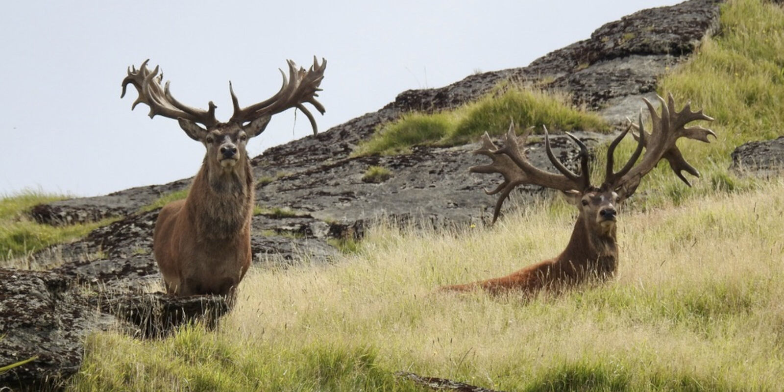 New Zealand Red Stag Hunting Packages. 