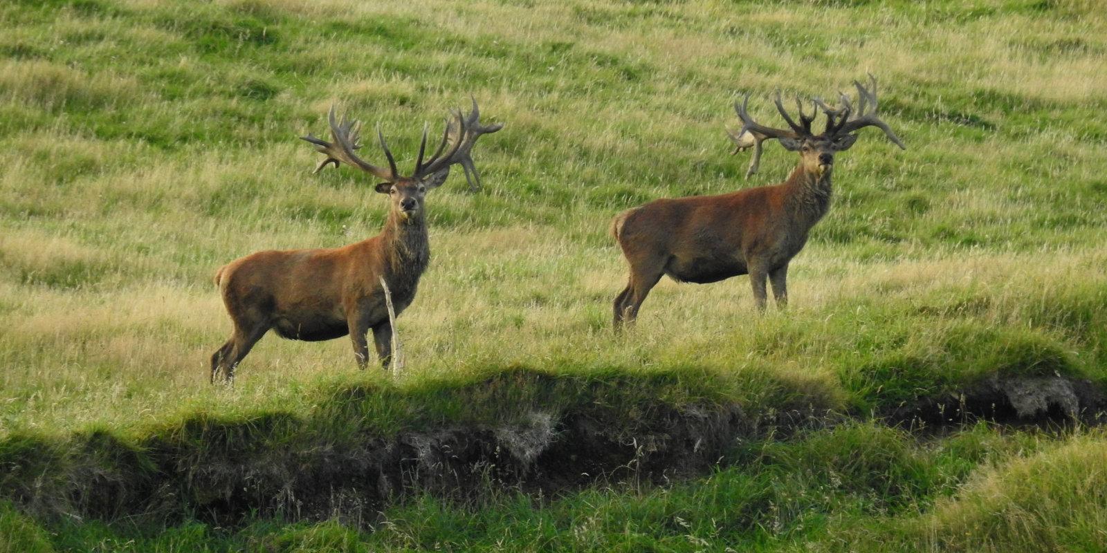 Hunting Season at Ivory Cliffs Estate. 