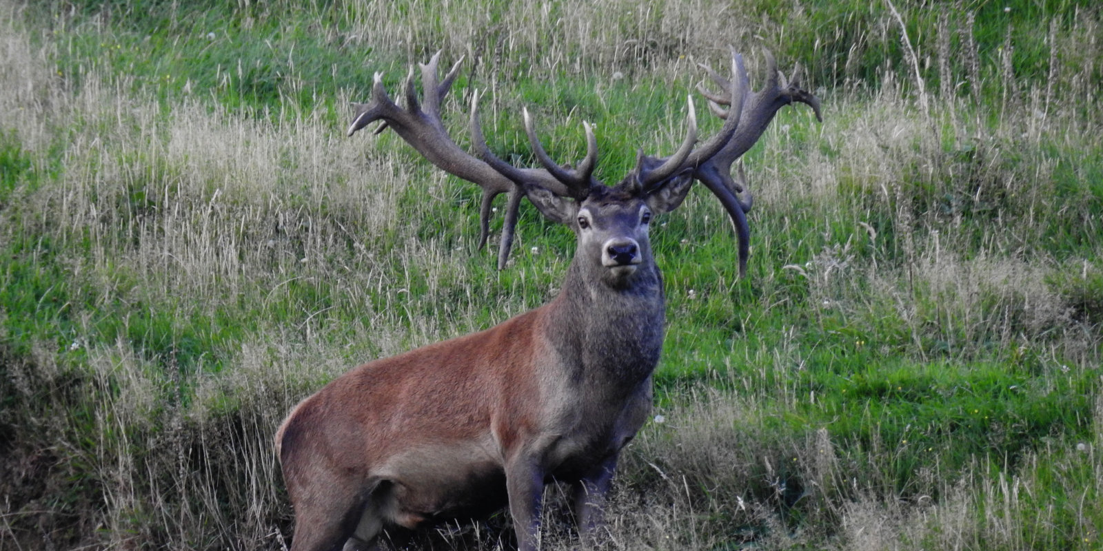 Ivory Cliffs Estate Terms & Conditions. 