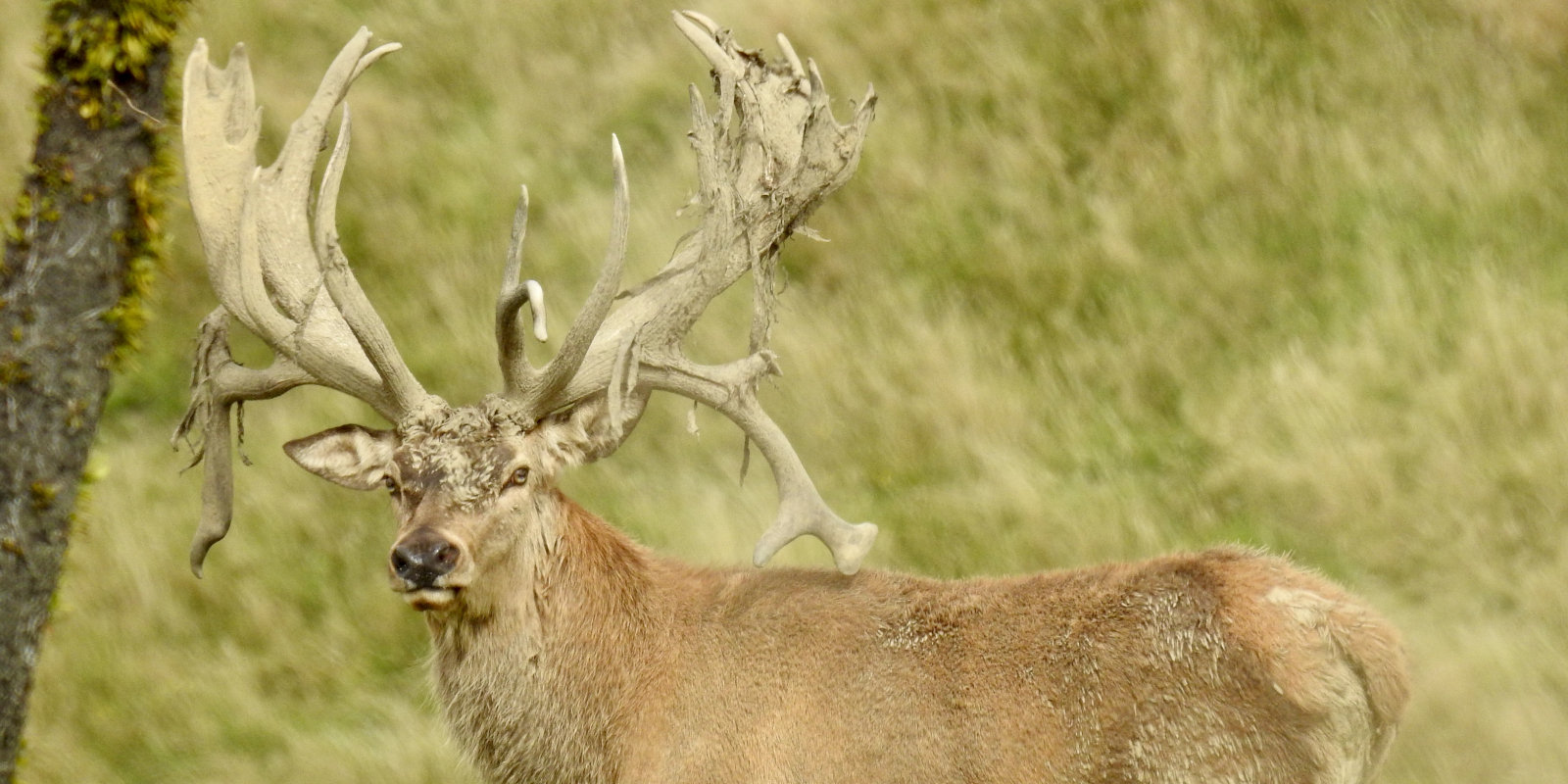 New Zealand Red Stag Hunting Package. 