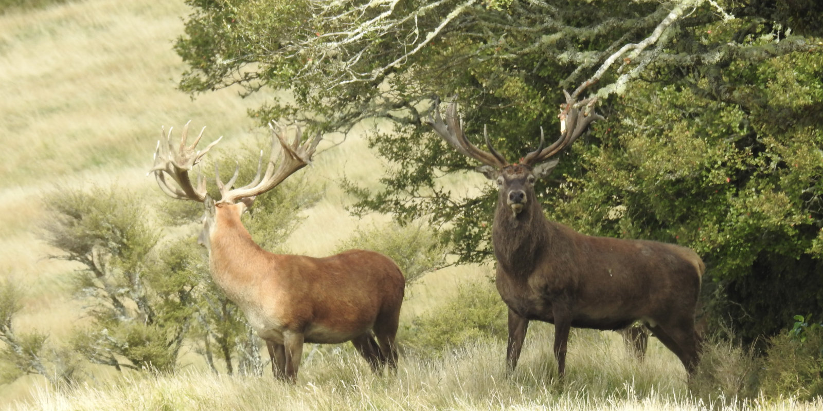 Book your New Zealand Red Stag Hunting Experience.