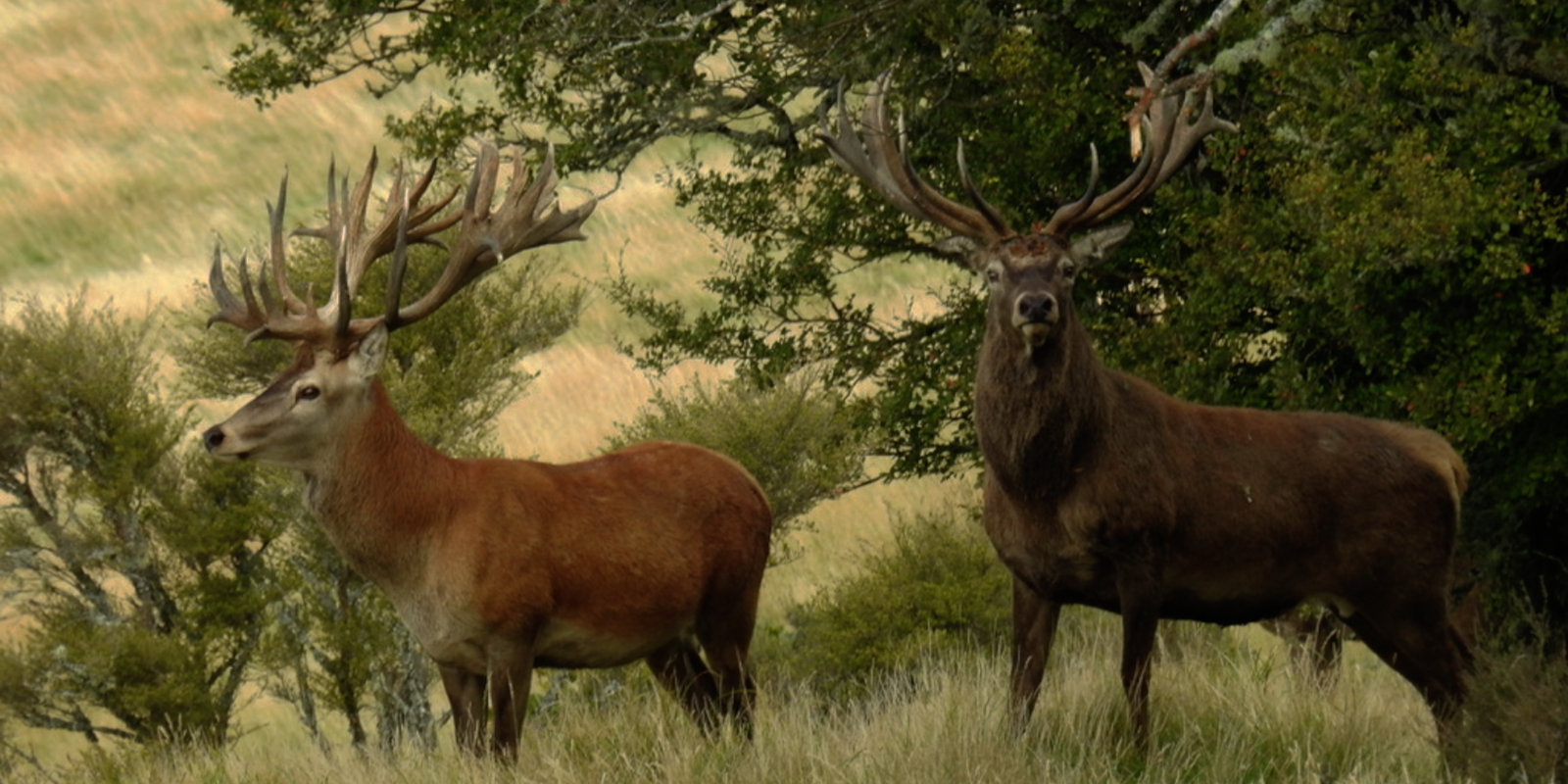 Expediting/Dip & Pack.