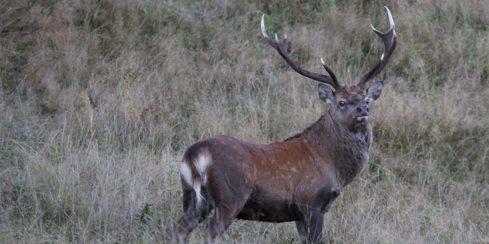 New Zealand North Island Trophy Trio Hunting Package. 