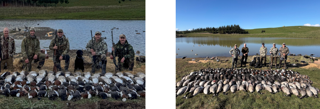 Hunting Game Birds in New Zealand