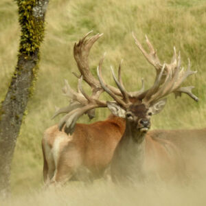 Ivory Cliffs Estate Shared Hunting Experience