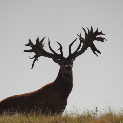 Ivory Cliffs Estate Red Stag