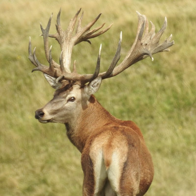 Ivory Cliffs Estate Red Stag