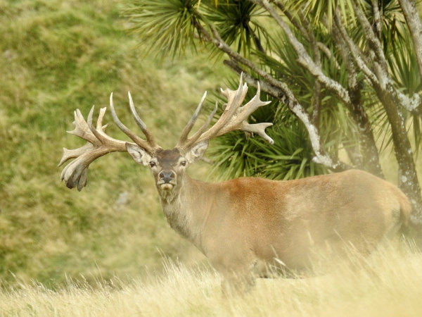 Ivory Cliffs Estate Red Stag