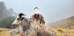 White Bull Tahr
