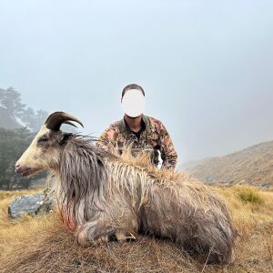 Incredibly rare white bull Tahr