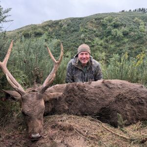Sambar Stag