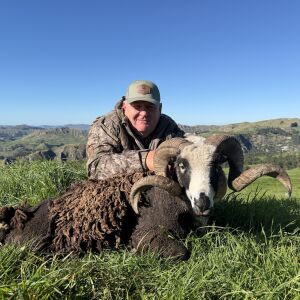 Arapawa ram