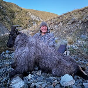 Bull Tahr