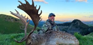 Fallow buck