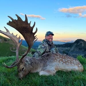 Fallow buck