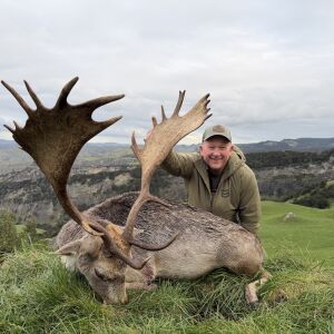 Fallow Buck
