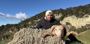 Arapawa Ram