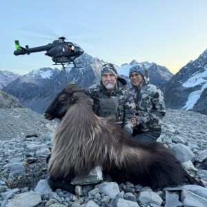 Bull Tahr