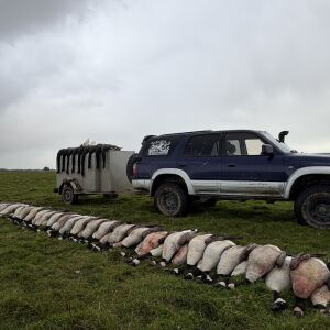 Canadian Geese & Black Swan hunt