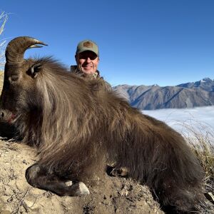 Bull Tahr