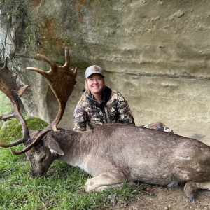 Fallow Buck
