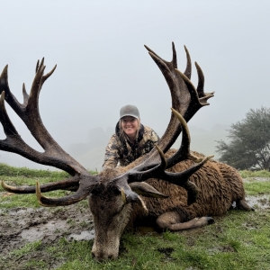 Red Stag