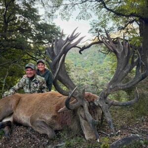 Red Stag 602 Inches