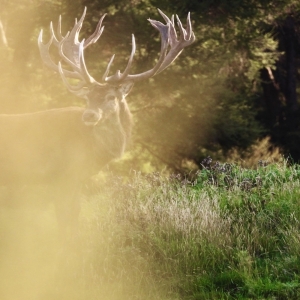 Red Stag