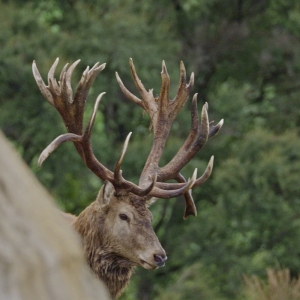 Red Stag