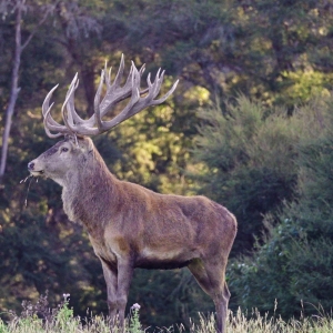 Red Stag