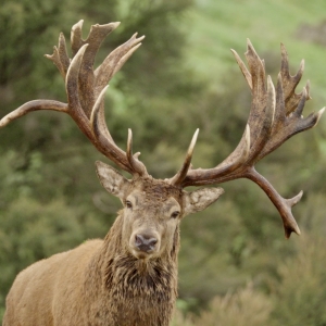 Red Stag