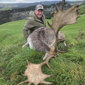 Fallow Buck