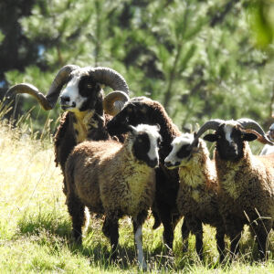 Arapawa Rams
