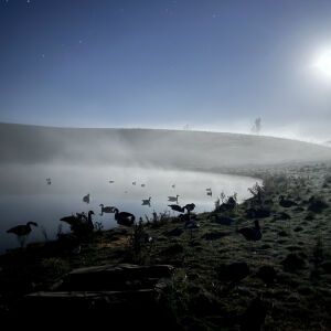 Waterfowl