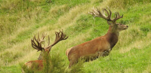 Red Stag
