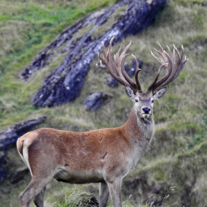 Red Stag