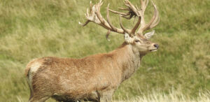 Red Stag