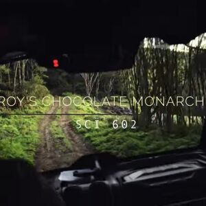 Roy's Chocolate Monarch - SCI 602