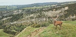 Ivory Cliffs Estate - Red Stag hunting from the clifftops
