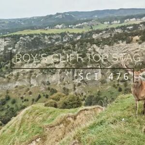 Ivory Cliffs Estate - Red Stag hunting from the clifftops