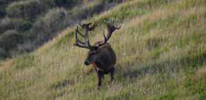 Red Stag