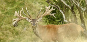 Red Stag