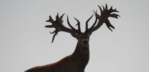Red Stag