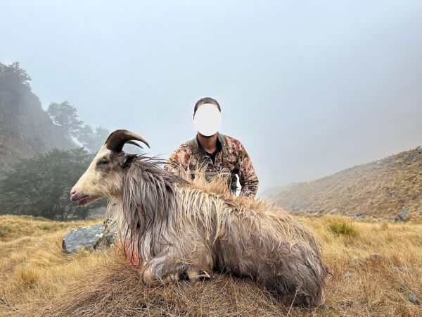 Red Stag SCI 475 - 500. 